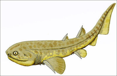 Doliodus species