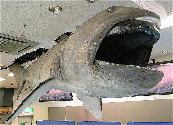 Megamouth Sharks: Characteristics, Size, Behavior, Mating