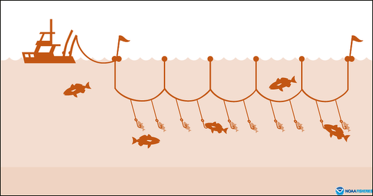 Terms Trotline and Trawl line have similar meaning