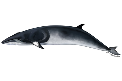 Minke Whales: Characteristics, Behavior, Species, Subspecies | Sea Life ...