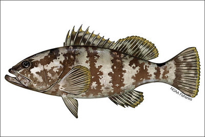 Nassau Grouper | Sea Life, Islands and Oceania — Facts and Details