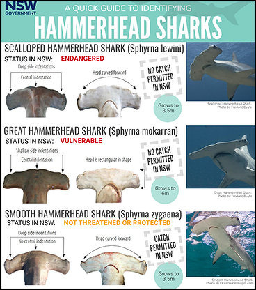 Hammerhead Shark Species | Sea Life, Islands and Oceania — Facts and ...