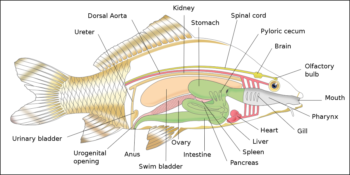Fish Characteristics: Anatomy, Breathing, Digestion, Speed, Biting ...