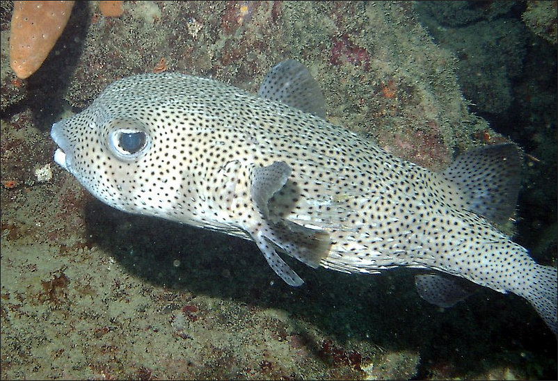 Balloonfish, Porcupinefish, and Pufferfish, What's the Difference?