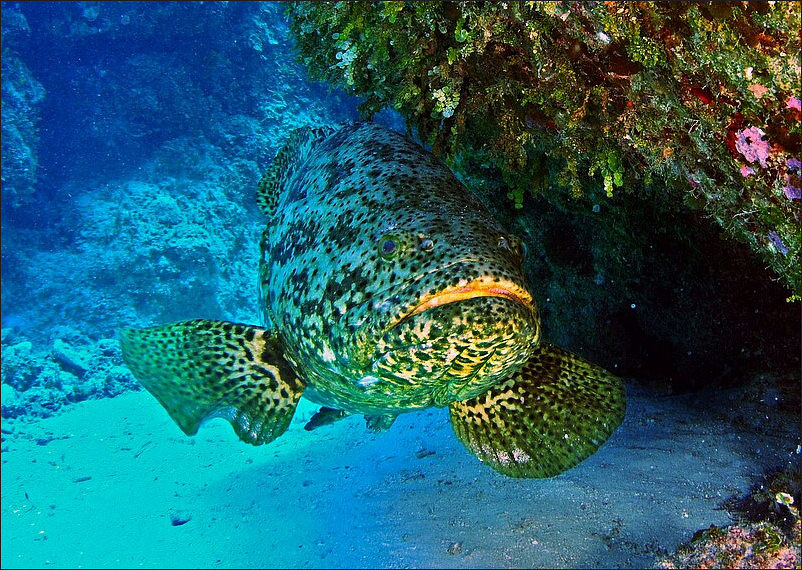 Groupers in the Atlantic, Caribbean and Gulf of Mexico