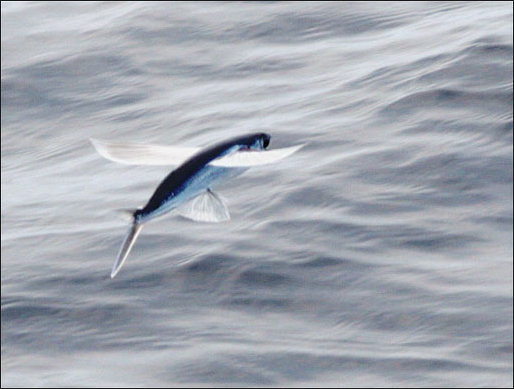 Flying Fish: Characteristics, How They Fly and Barbados