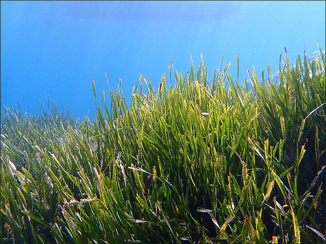 New Science Shows Seagrass Meadows Suppress Pathogens 