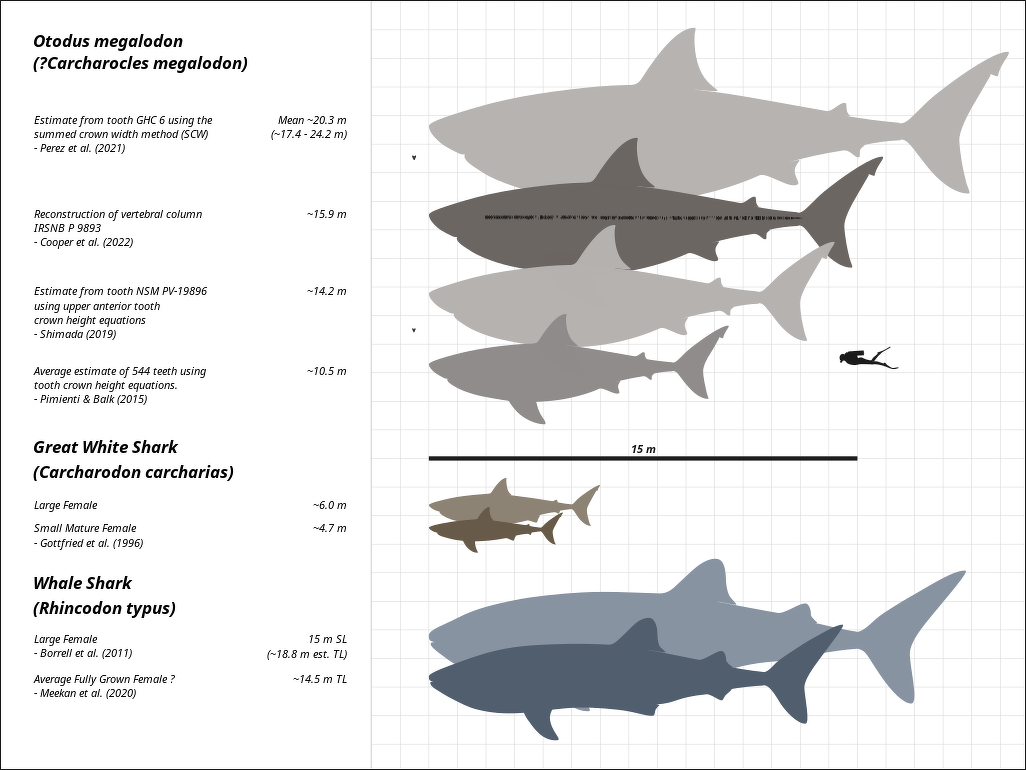 Megalodon shark extinction may have been linked to great white competition  - BBC News