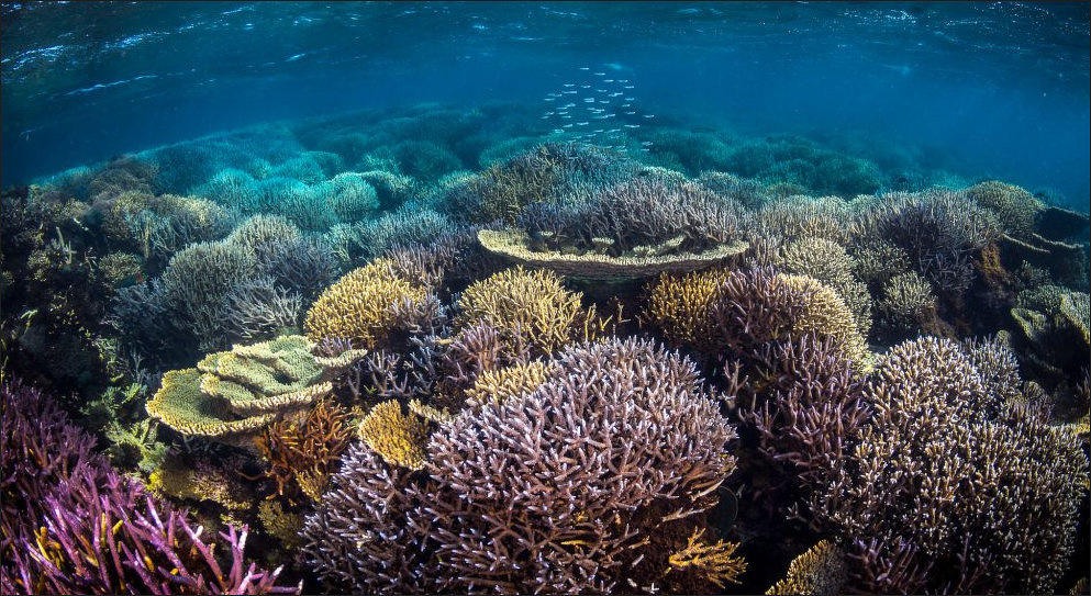 Coral Reefs: Types, Parts, Composition and Benefits | Sea Life, Islands ...