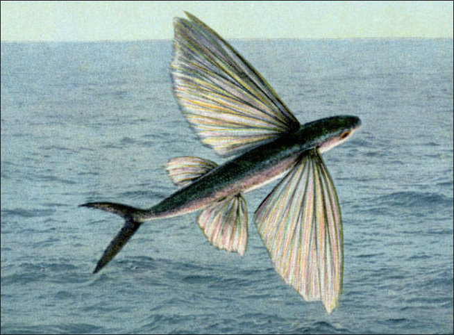 Bandwing Flying Fish Signed Fine Art Print