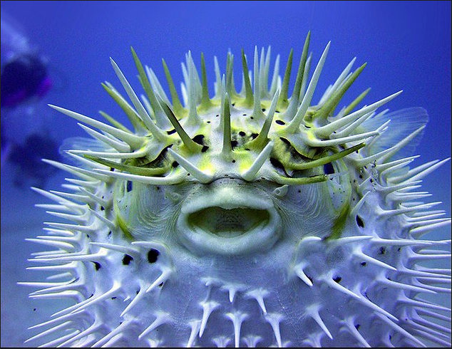 Pufferfish, Blowfish and Porcupinefish  Sea Life, Islands and Oceania —  Facts and Details