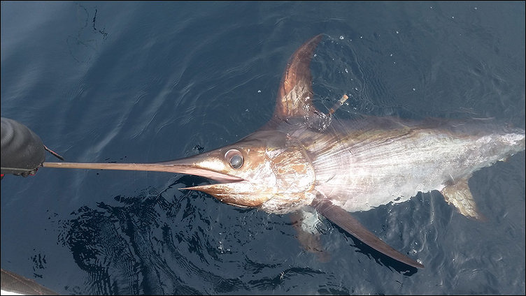 Swordfish: Characteristics, Fishing and Attacks on Humans and