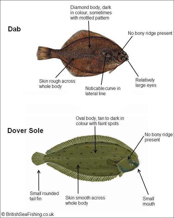 Flatfish Such as Flounder and Sole
