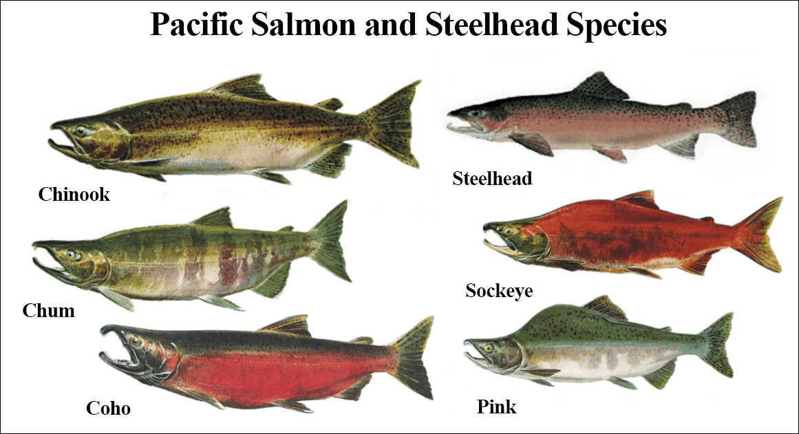 Pacific Salmon Species: Coho and Chinook  Sea Life, Islands and Oceania —  Facts and Details