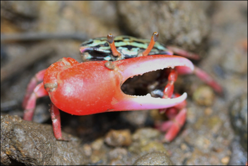 Fiddler Crabs: Characteristics, Claws and Burrows  Sea Life, Islands and  Oceania — Facts and Details