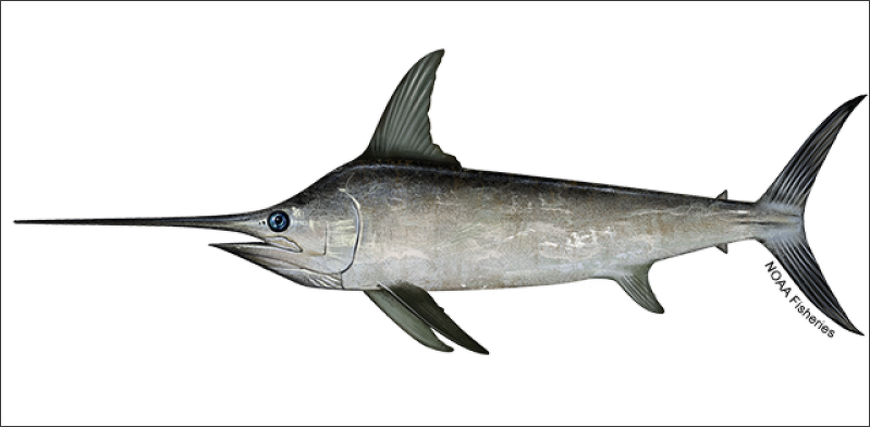 Swordfish: Characteristics, Fishing and Attacks on Humans and